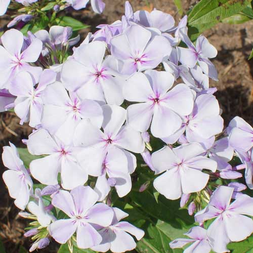 Флокс метельчатый Лайт Блю рисунок 1 артикул 68344