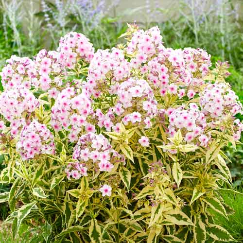 Флокс метельчатый Нора Лей рисунок 1 артикул 70447