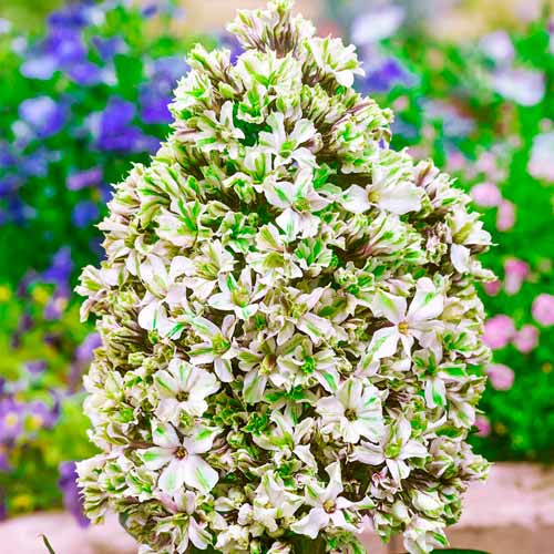 Флокс метельчатый Пур Филинс рисунок 1 артикул 70448