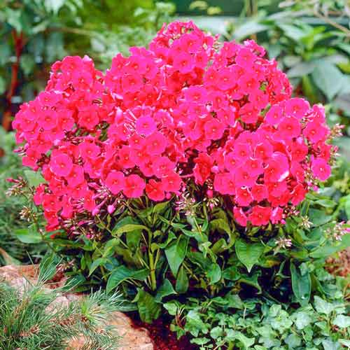 Флокс метельчатый Мисс Мэри рисунок 1 артикул 76490