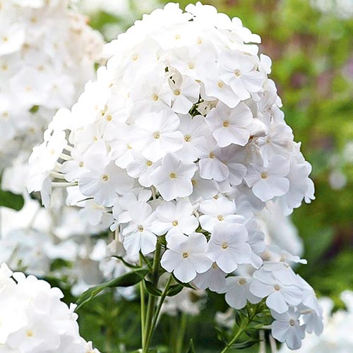 Флокс метельчатий Піна Колада зображення 1 артикул 76492