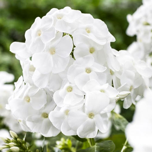 Флокс метельчатий Рембрандт зображення 1 артикул 68770