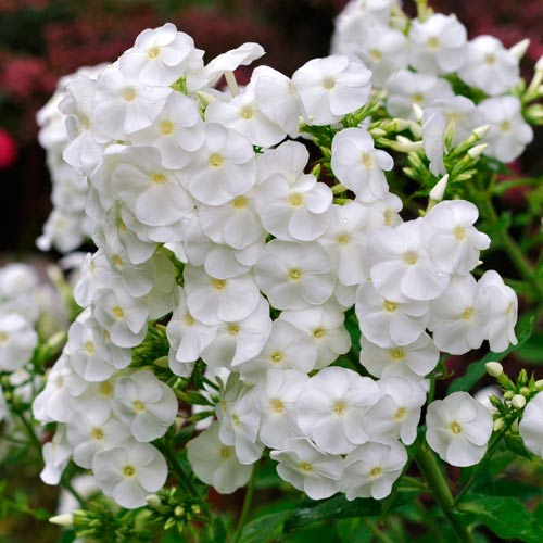 Флокс метельчатий Вайт зображення 1 артикул 76496