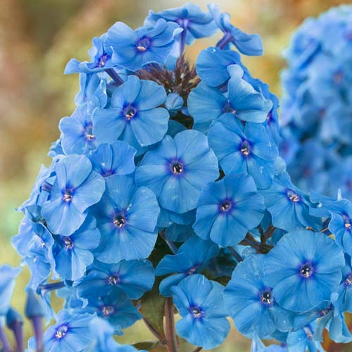 Флокс метельчатый Звезда Парижа рисунок 1 артикул 76347