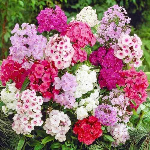 Флокс метельчатый, микс рисунок 1 артикул 76491