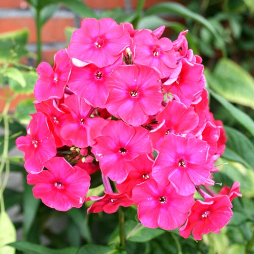 Флокс Міс Мері Miss Mary зображення 1 артикул 2981