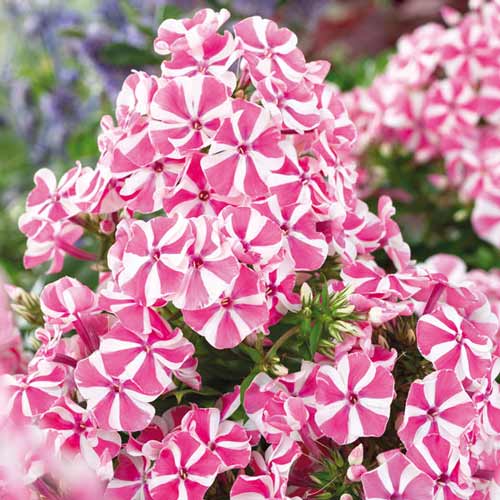 Флокс метельчатий Пінк Віндмілл зображення 1 артикул 76348