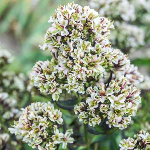 Флокс метельчатый Пур Филингс рисунок 1 артикул 76138