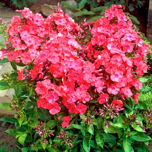 Флокс метельчатий Ред зображення 1 артикул 76494