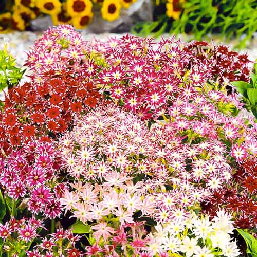 Флокс Сузір'я, насіння зображення 1 артикул 70106