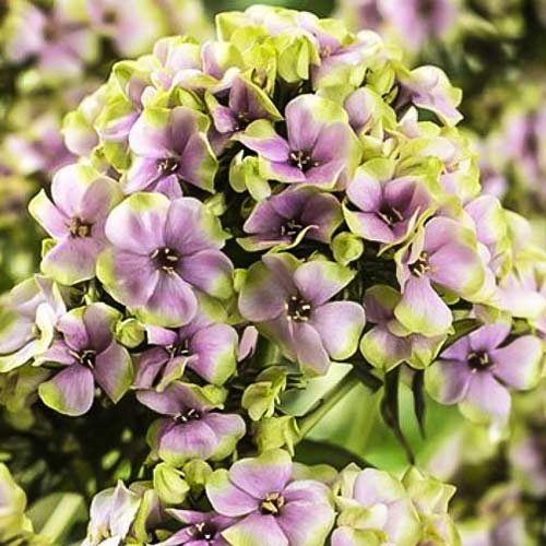 Флокс метельчатий Старберст зображення 1 артикул 76349