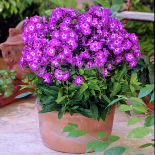 Флокс метельчатый Успех рисунок 1 артикул 76139