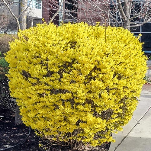 Форзиция Голдрауш рисунок 1 артикул 9183