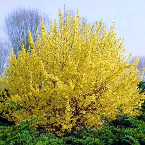 Форзиция Миниголд  рисунок 1 артикул 9105