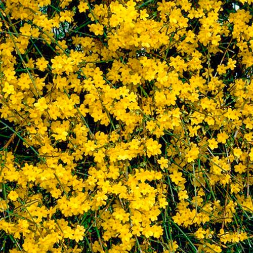 Форзиция Веберс Бронкс рисунок 1 артикул 9168