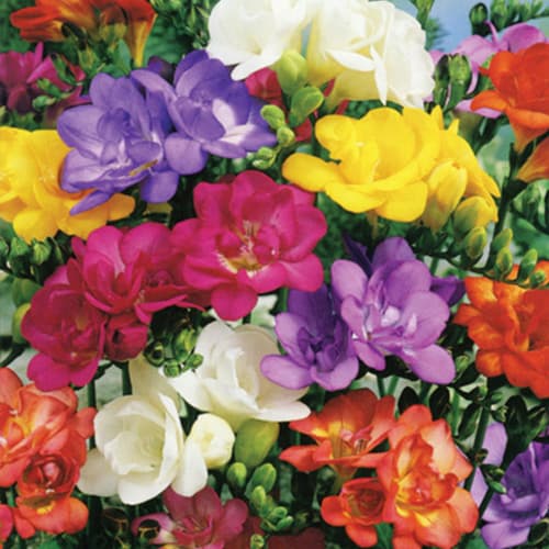 Фрезія ароматна, мікс зображення 1 артикул 76509