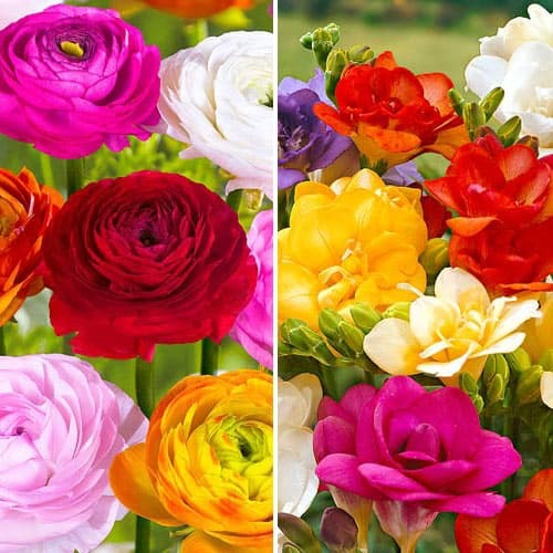 Комплект фрезії і ранункулюсів Батерфляй Б'юті з 2 сортів зображення 1 артикул 76368