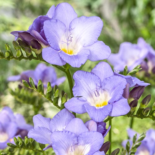 Фрезія Блю зображення 1 артикул 67879