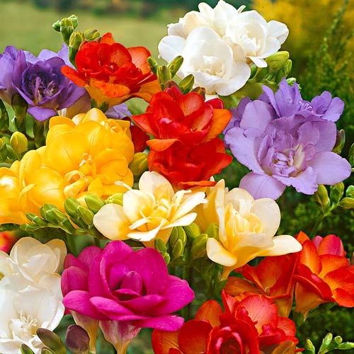 Фрезія Дабл, мікс зображення 1 артикул 67038