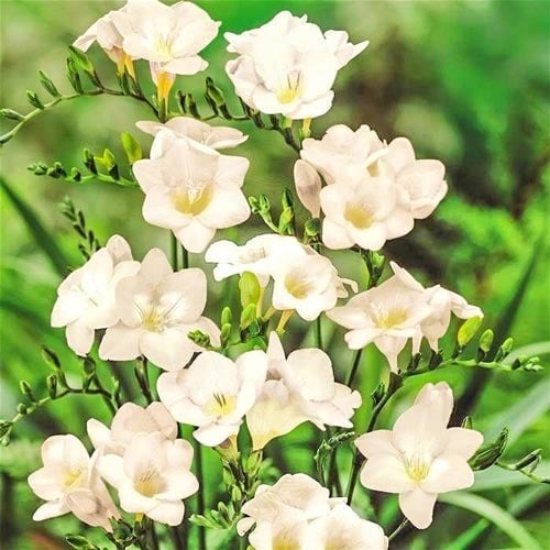 Фрезия Дабл Вайт, луковицы рисунок 1 артикул 76239