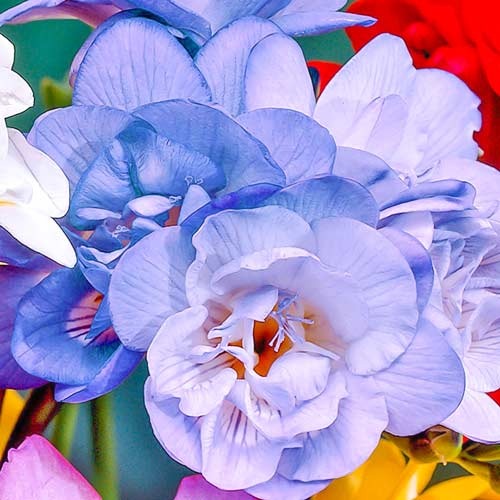 Фрезія Double Blue зображення 1 артикул 76234