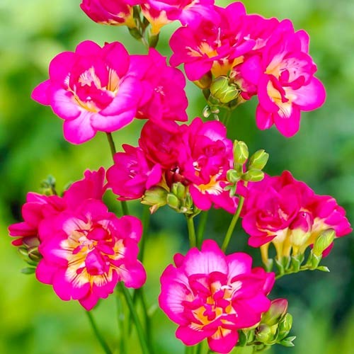 Фрезія Double Pink зображення 1 артикул 76237