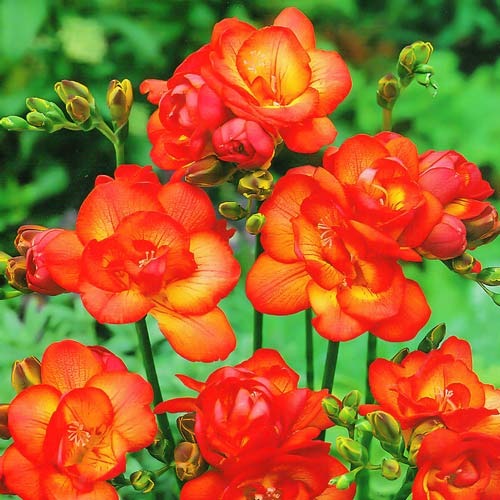 Фрезія Double Red зображення 1 артикул 76238