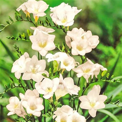 Фрезия Дабл Вайт рисунок 1 артикул 67155