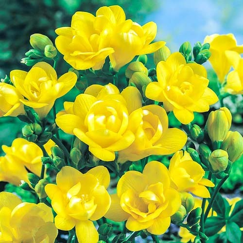 Фрезія Double Yellow зображення 1 артикул 76240