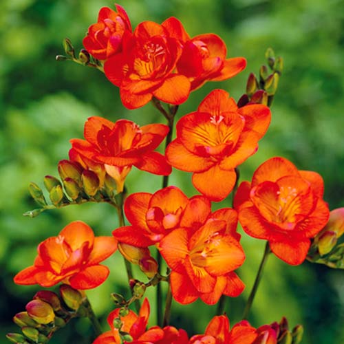 Фрезія Оранж зображення 1 артикул 67883