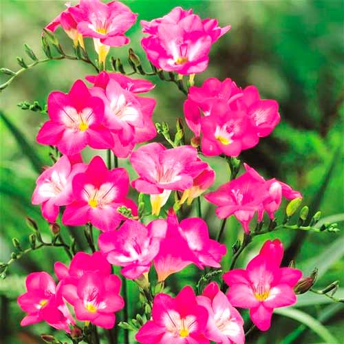 Фрезія Пінк зображення 1 артикул 67884