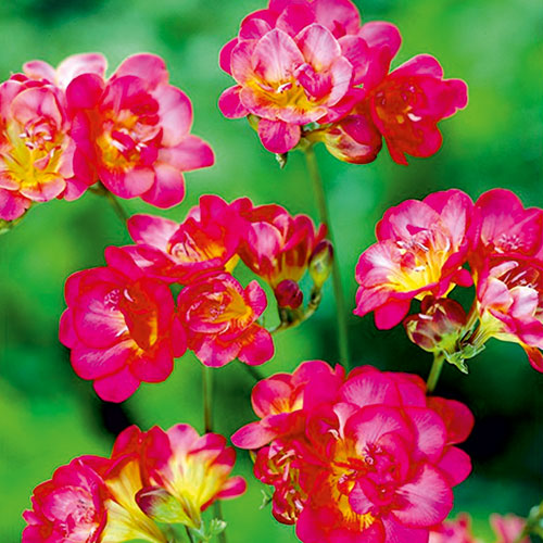 Фрезия Ред рисунок 1 артикул 67885