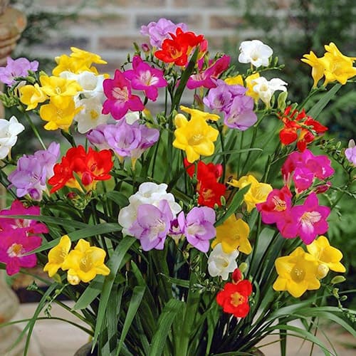 Фрезия Сингл, микс рисунок 1 артикул 70390