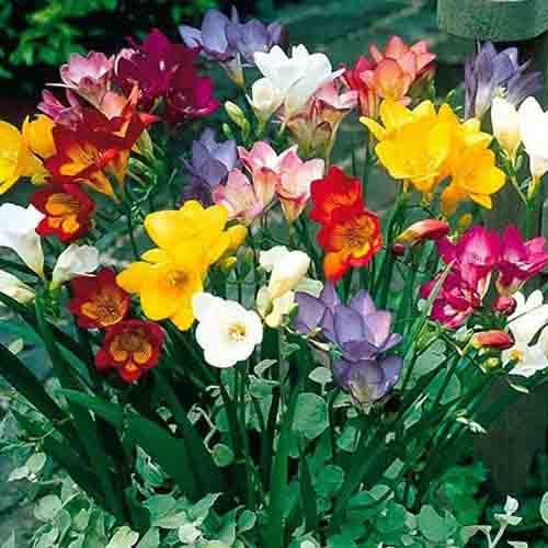 Фрезія Супер гігант, суміш забарвлень Професійне насіння зображення 1 артикул 77116