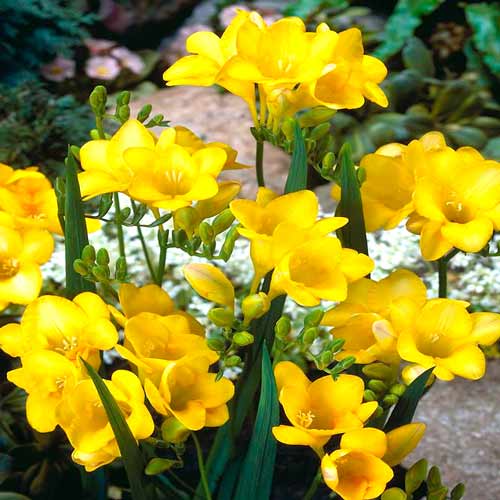 Фрезия Йеллоу рисунок 1 артикул 67882