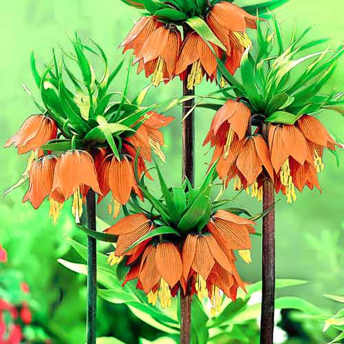 Рябчик (фритиллярия) Рубра Максима рисунок 1 артикул 67355