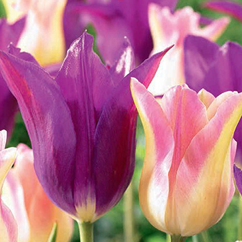 Суперпредложение! Комплект тюльпанов из 25 луковиц рисунок 1 артикул 67923