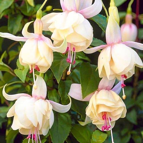 Фуксія Анабель зображення 1 артикул 76692