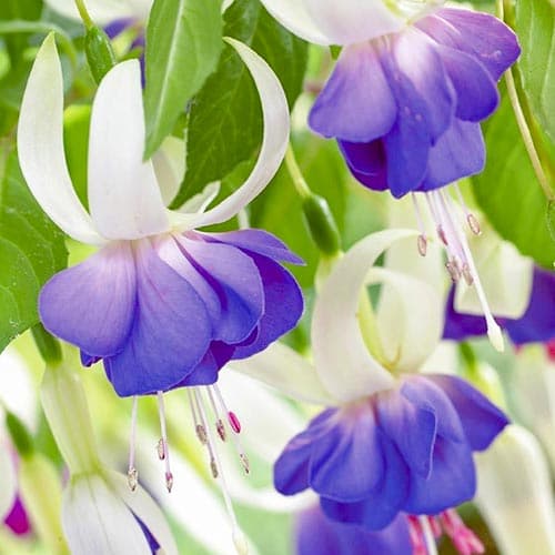 Фуксія Дельта Сара артикул фото 1 Фуксія Дельта Сара зображення 1 артикул 76693