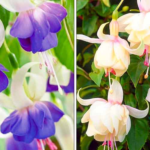 Комплект фуксий из 2 саженцев рисунок 1 артикул 76708