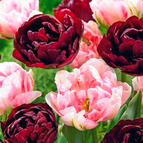 Суперпредложение! Комплект тюльпанов Магия цвета из 2 сортов рисунок 1 артикул 67925