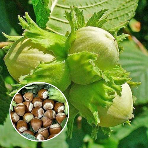 Фундук (ліщина) Барселонський артикул фото 2 Фундук (ліщина) Барселонський зображення 2 артикул 7450