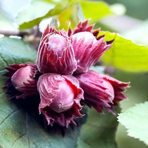 Фундук (ліщина) Цукровий зображення 1 артикул 4243