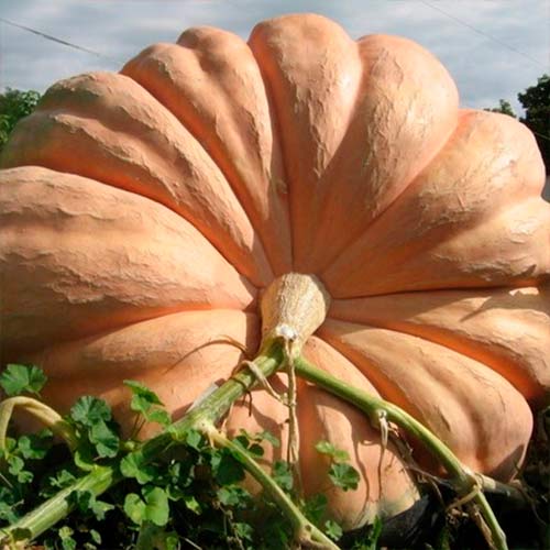 Гарбуз Атлантичний гігант Імперія насіння зображення 1 артикул 95296