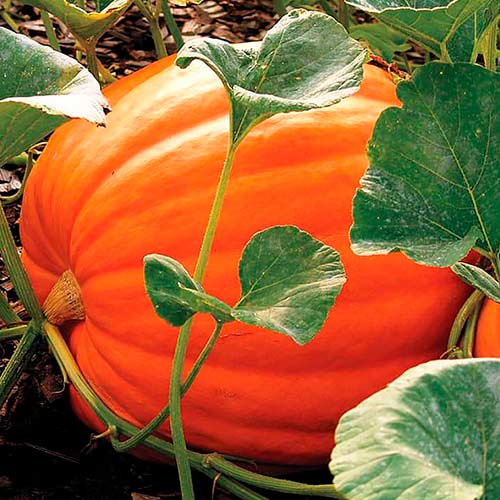 Гарбуз Біг Макс Імперія насіння зображення 1 артикул 95297