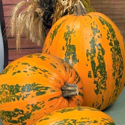 Гарбуз Український багатоплідний Vinel seeds зображення 1 артикул 95518