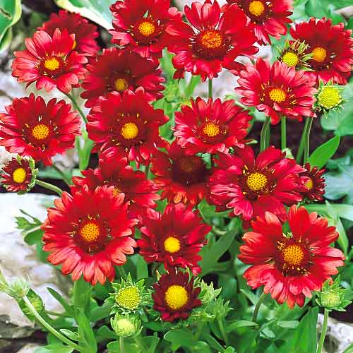 Гайлардія Санберст Бургунді зображення 1 артикул 68635