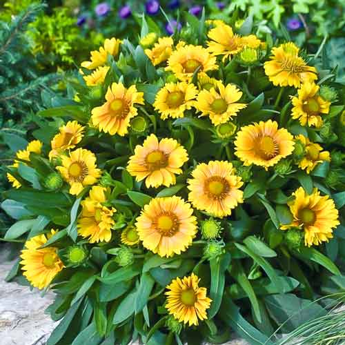 Гайлардія Санберст Єллоу зображення 1 артикул 68636