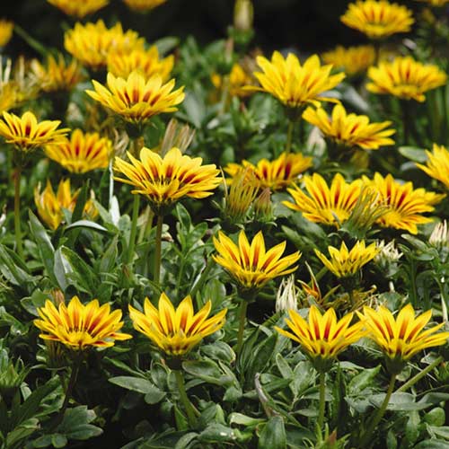 Газанія Світанок червоні смужки F1 Садиба центр зображення 1 артикул 89144