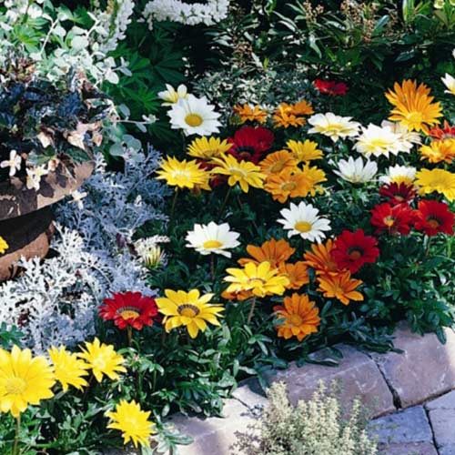 Газанія Світанок F1 тигрова, суміш забарвлень зображення 1 артикул 89143